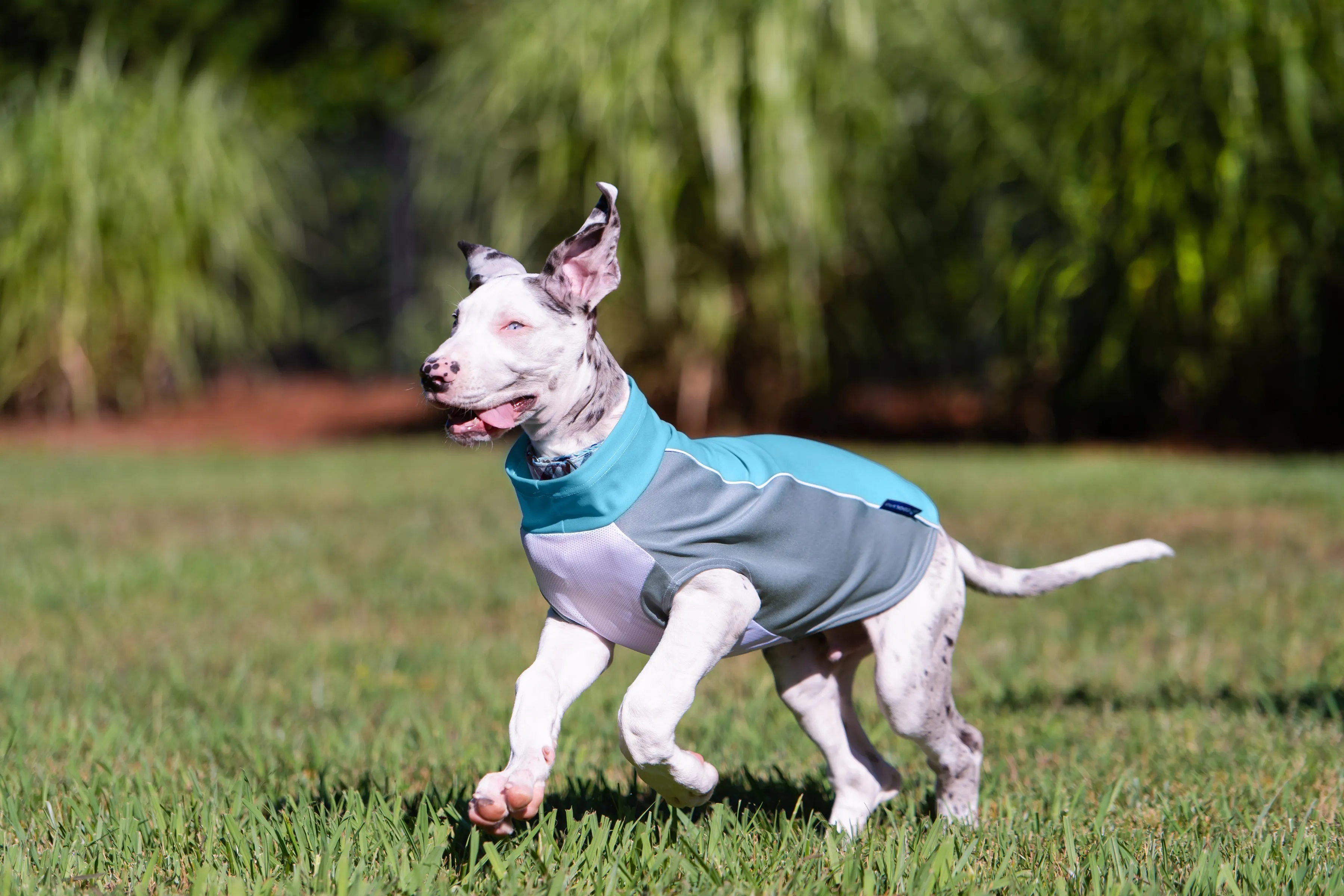 bArctic Light Therapy & Cooling Dog Shirt - No Water Required! (powered by Coolvio® patented technology)