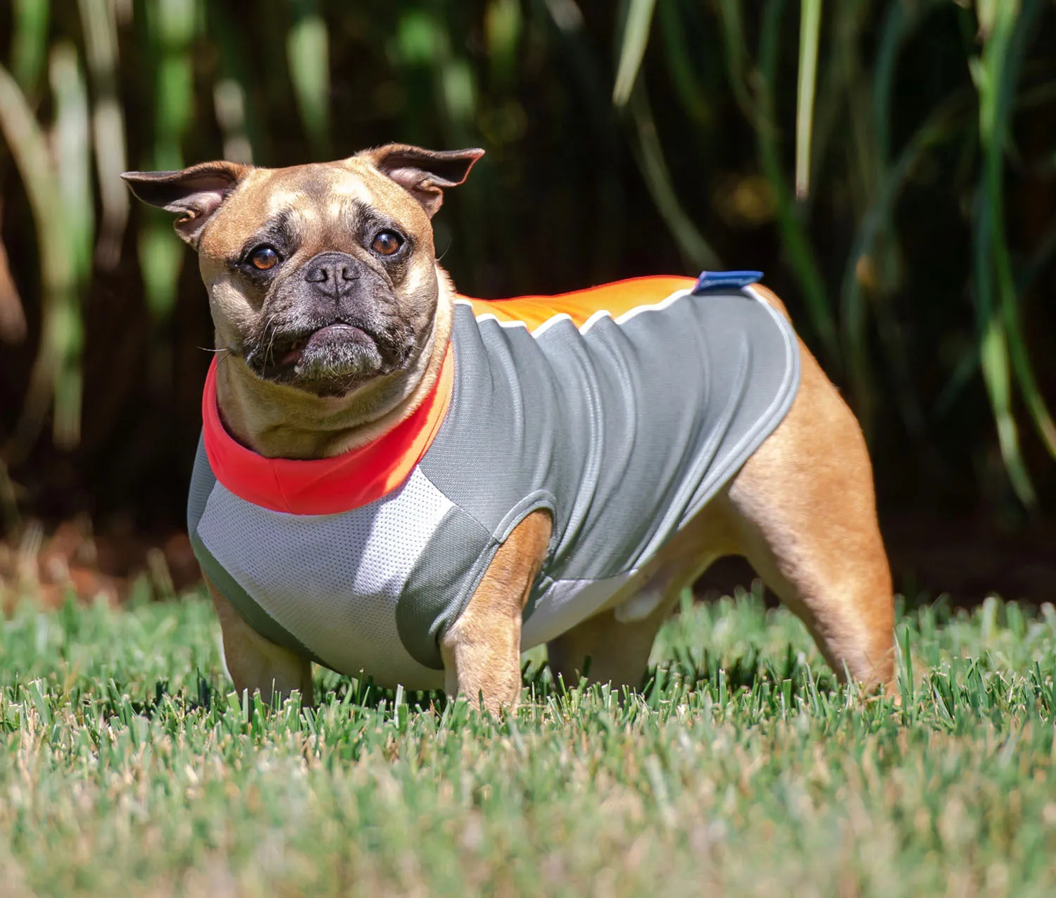 bArctic Light Therapy & Cooling Dog Shirt - No Water Required! (powered by Coolvio® patented technology)