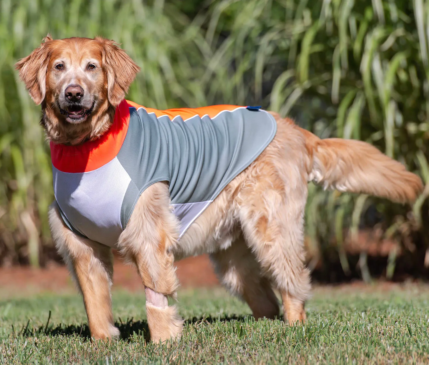 bArctic Light Therapy & Cooling Dog Shirt - No Water Required! (powered by Coolvio® patented technology)