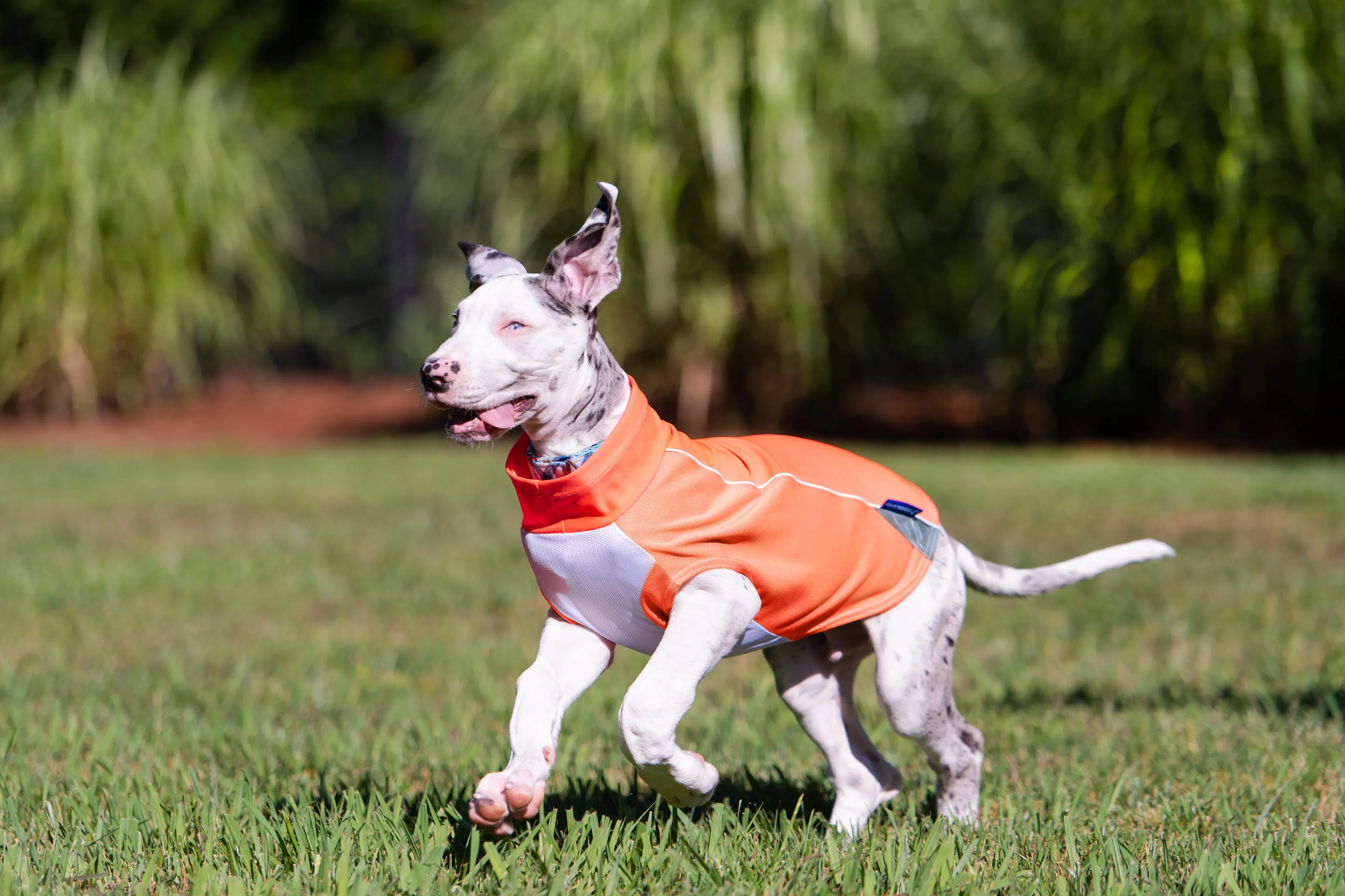 bArctic Light Therapy & Cooling Dog Shirt - No Water Required! (powered by Coolvio® patented technology)