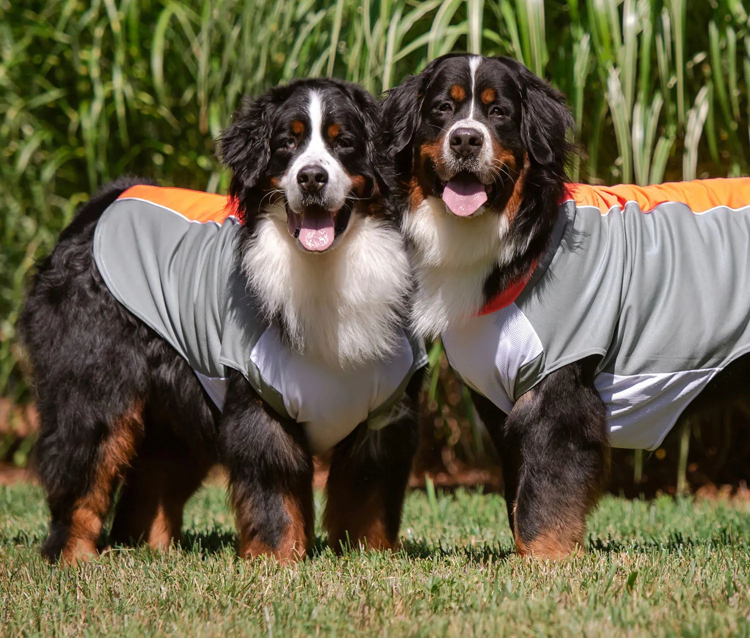 bArctic Light Therapy & Cooling Dog Shirt - No Water Required! (powered by Coolvio® patented technology)