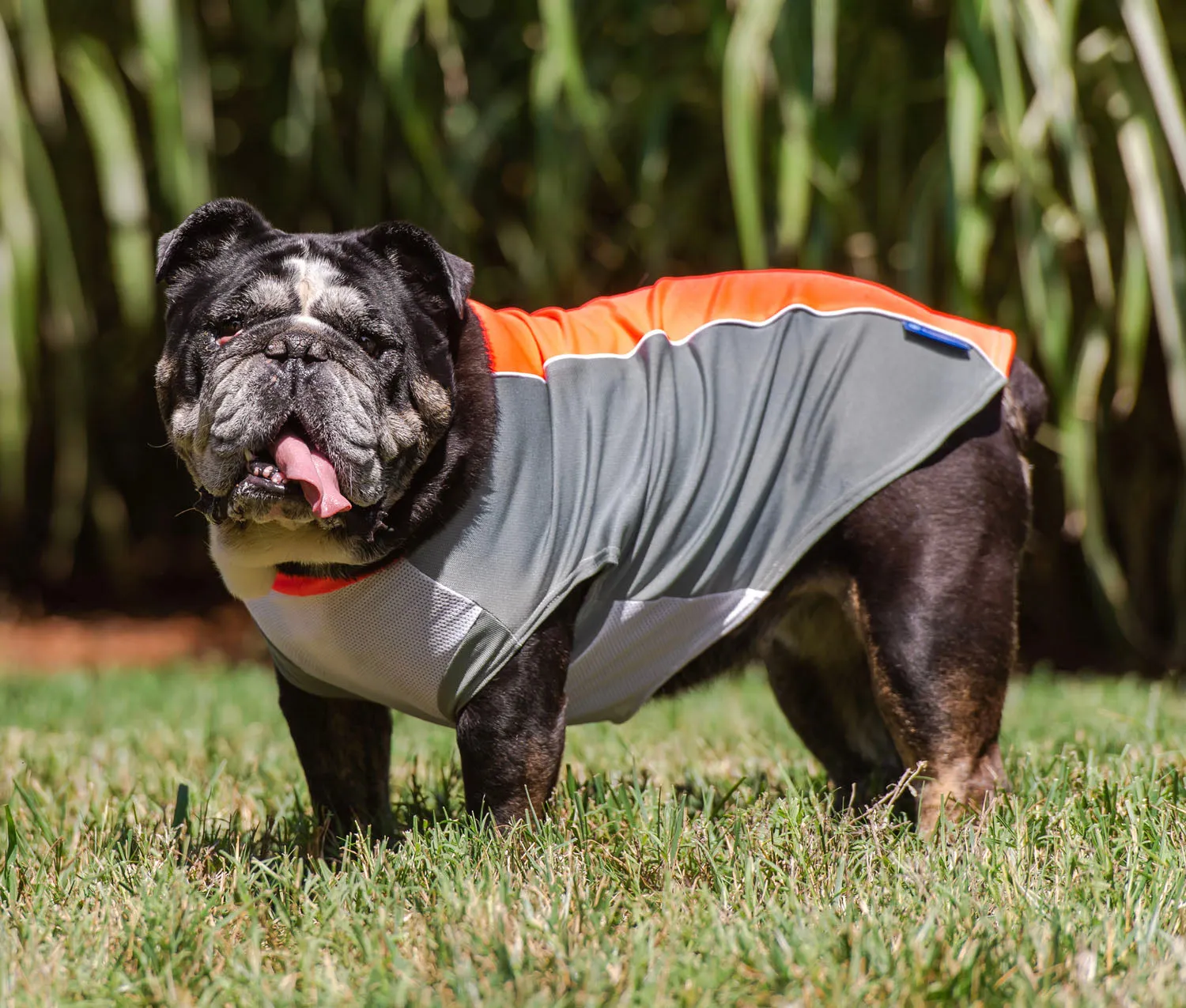 bArctic Light Therapy & Cooling Dog Shirt - No Water Required! (powered by Coolvio® patented technology)