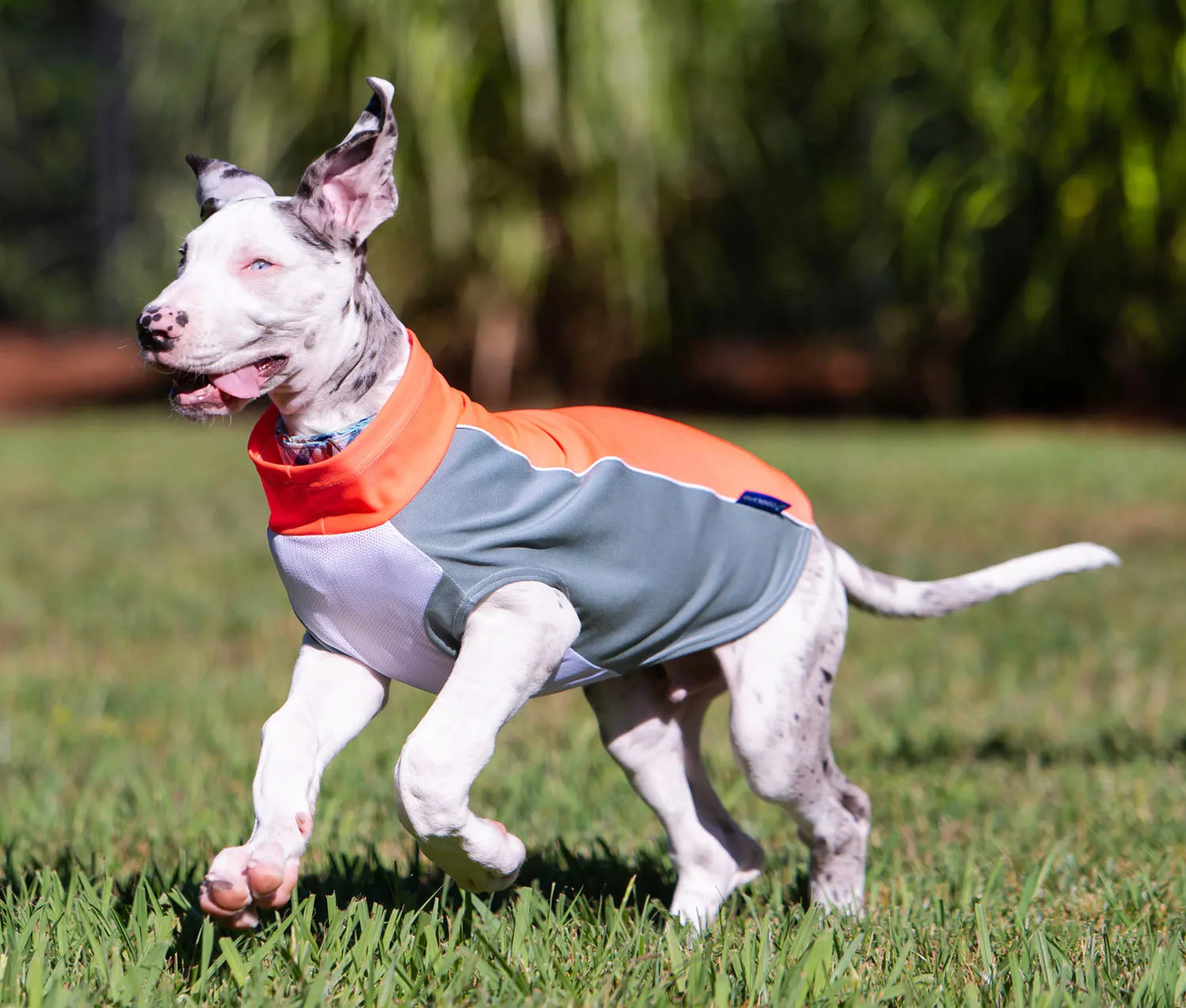 bArctic Light Therapy & Cooling Dog Shirt - No Water Required! (powered by Coolvio® patented technology)