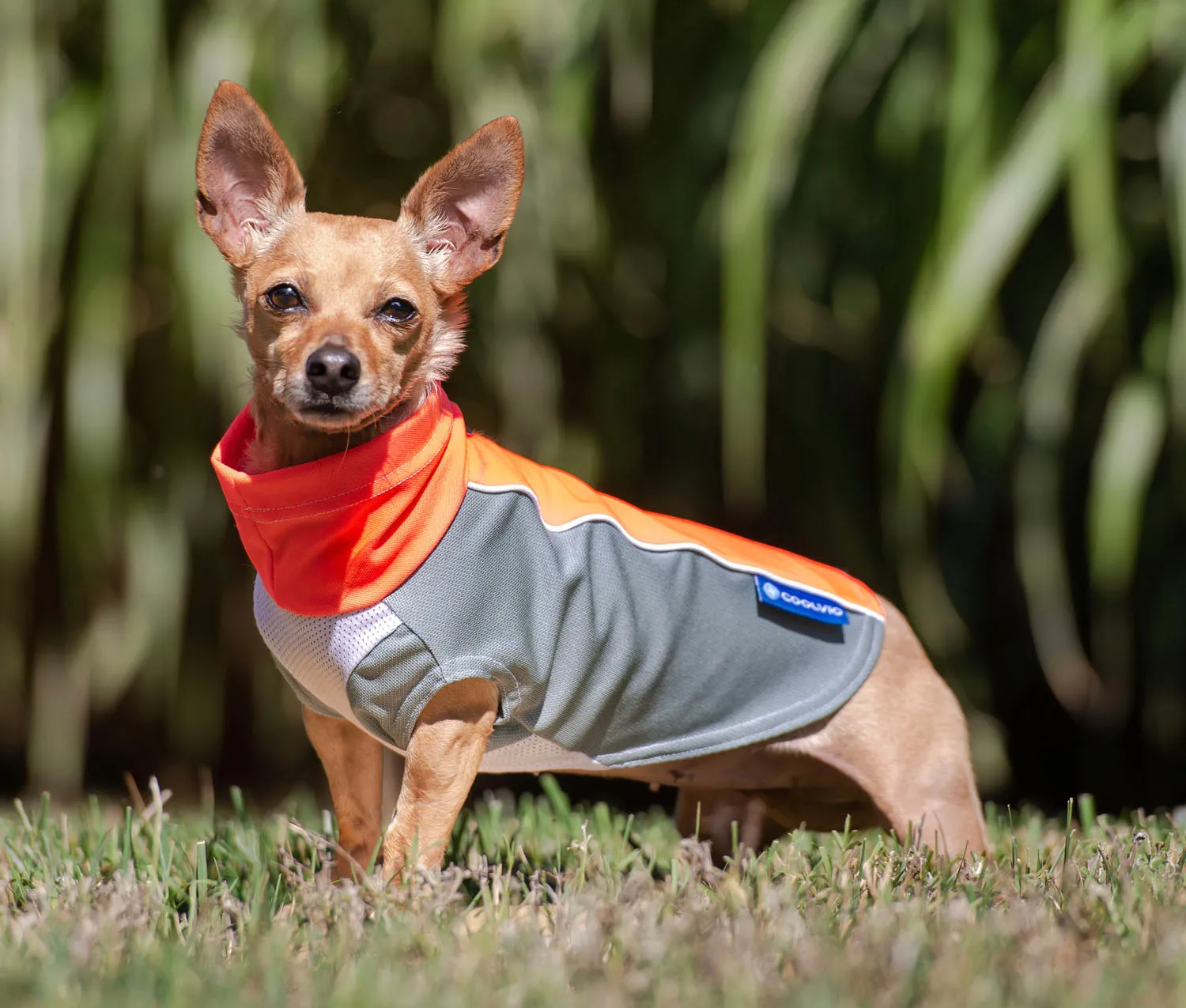 bArctic Light Therapy & Cooling Dog Shirt - No Water Required! (powered by Coolvio® patented technology)