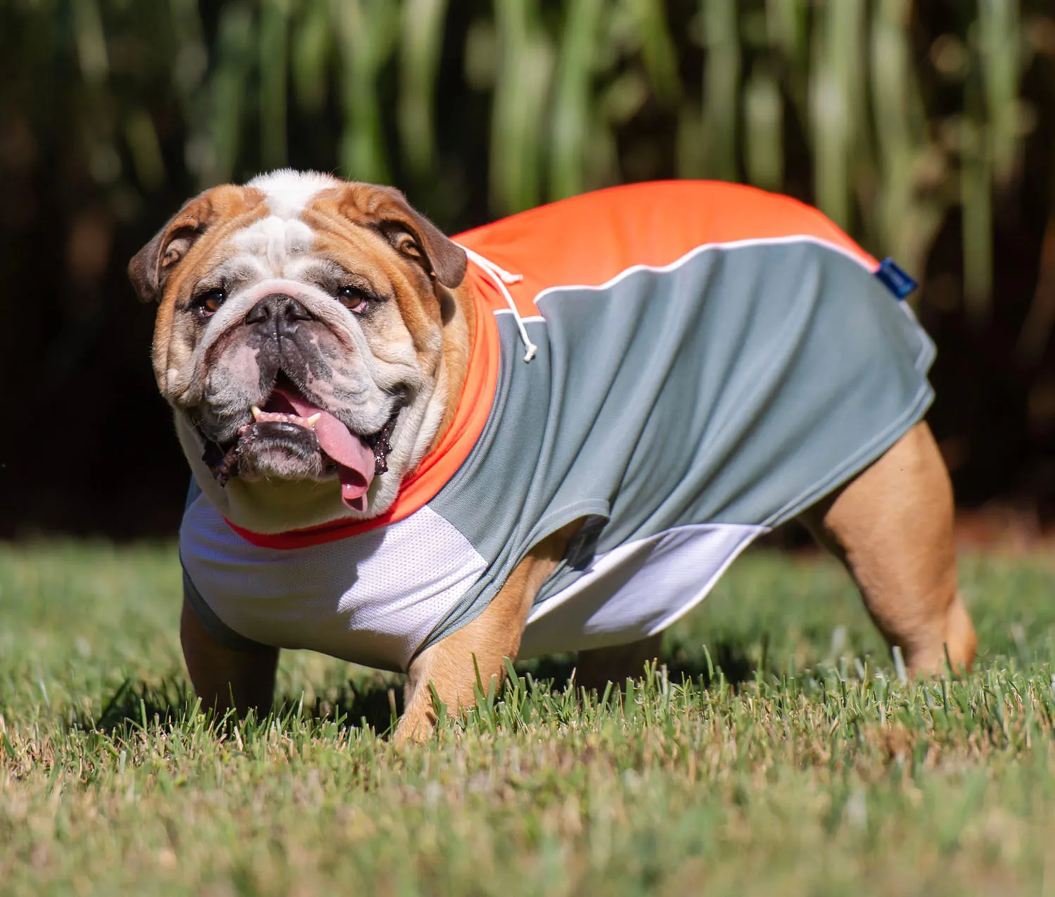 bArctic Light Therapy & Cooling Dog Shirt - No Water Required! (powered by Coolvio® patented technology)