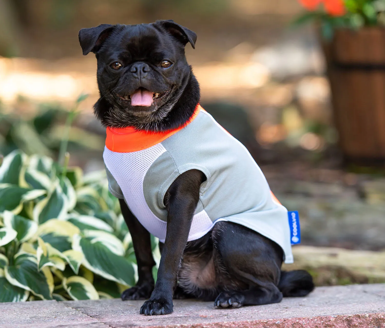 bArctic Light Therapy & Cooling Dog Shirt - No Water Required! (powered by Coolvio® patented technology)