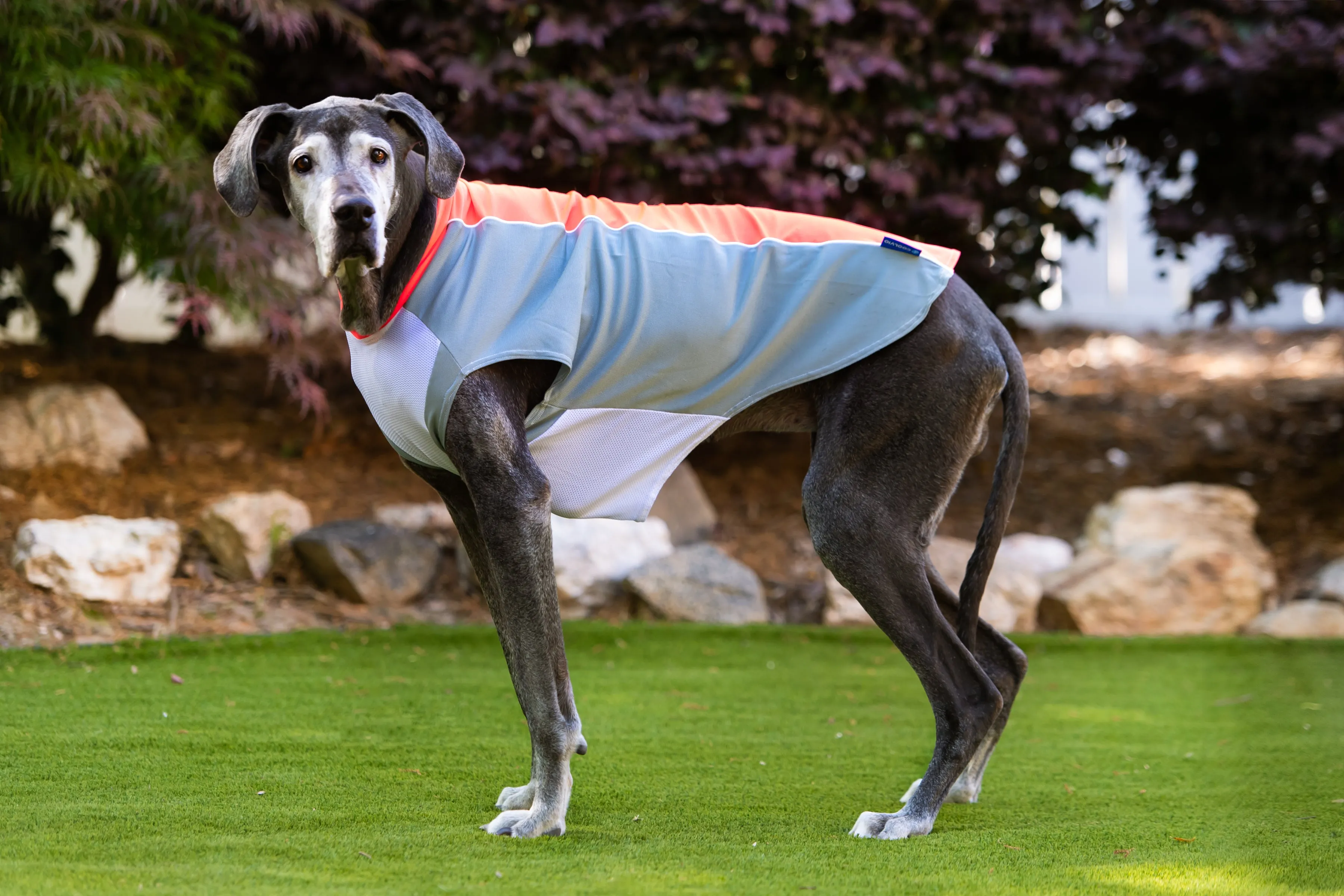bArctic Light Therapy & Cooling Dog Shirt - No Water Required! (powered by Coolvio® patented technology)