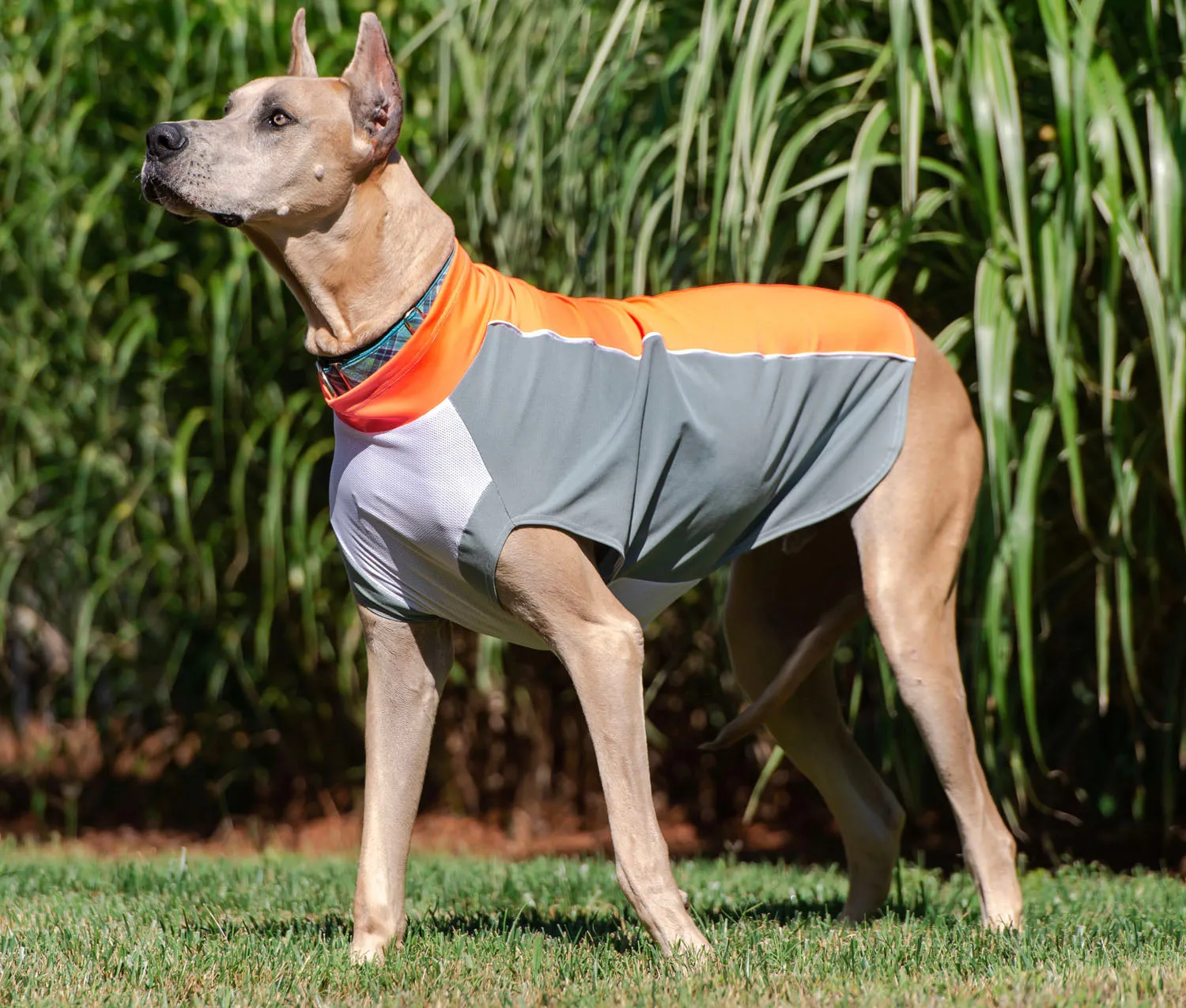 bArctic Light Therapy & Cooling Dog Shirt - No Water Required! (powered by Coolvio® patented technology)