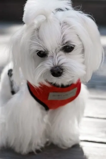 Bowl and Bone Candy Red Dog Harness