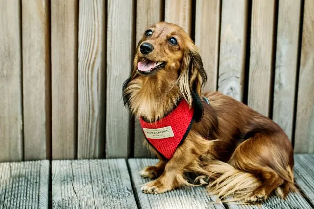 Bowl and Bone Candy Red Dog Harness