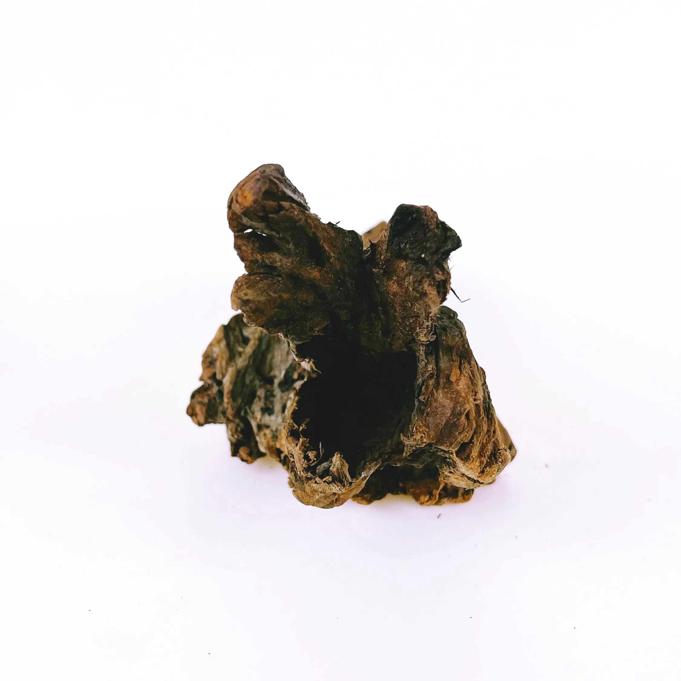 Natural Mangrove Driftwood