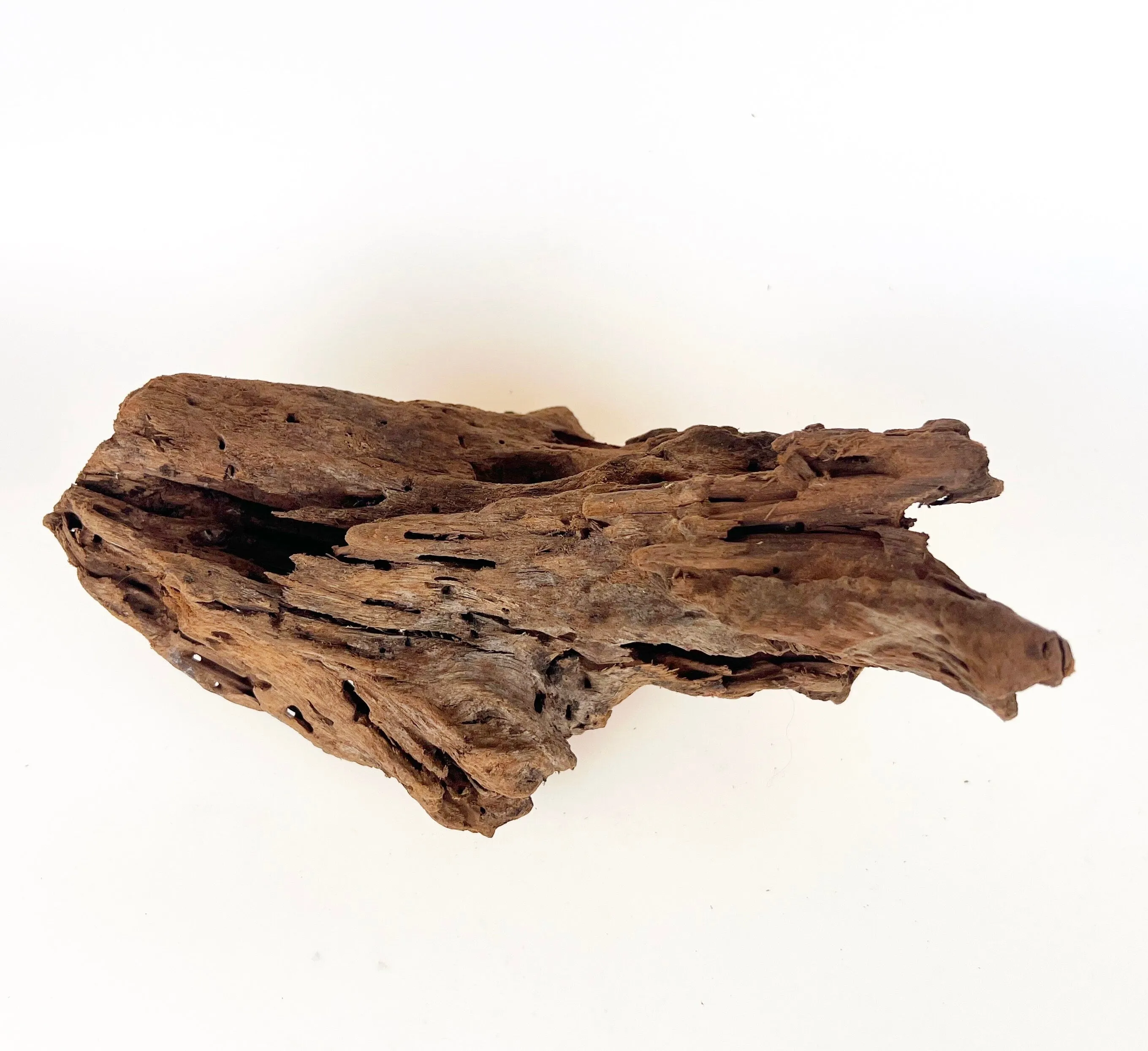Natural Mangrove Driftwood