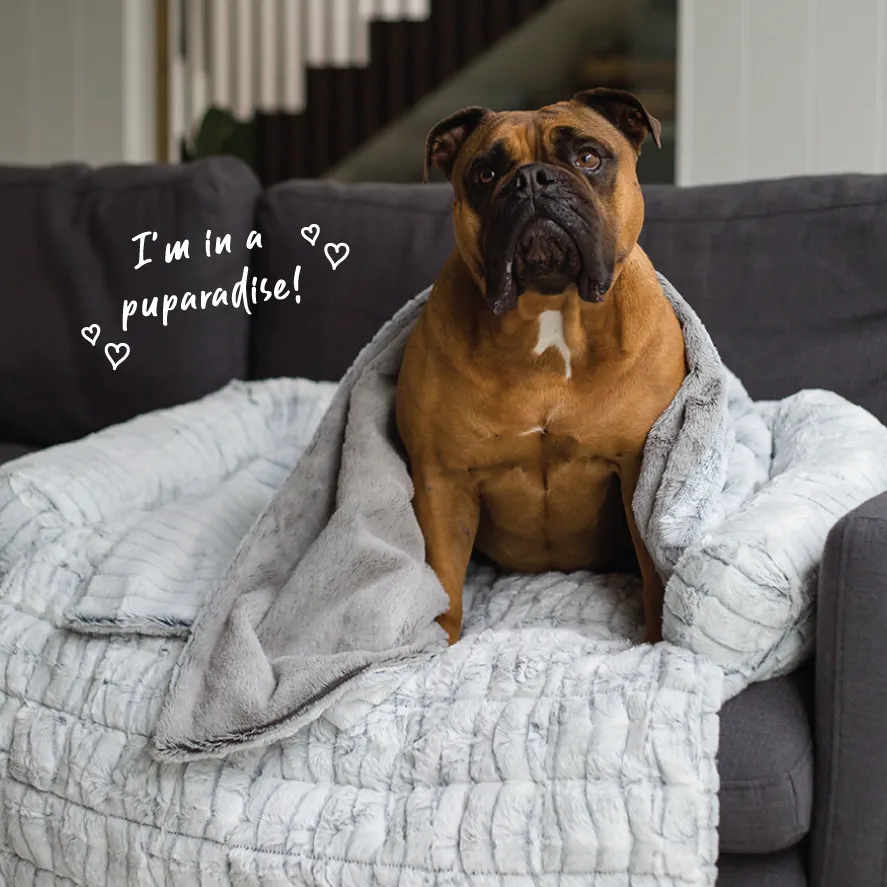 Reversible Snuggle Pet Blanket - Cloud
